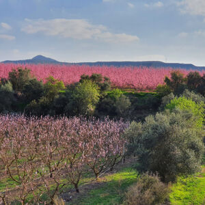 Montmaneu floracio